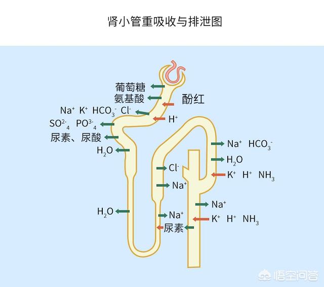 泰州宠物疾病发生调查报告:肾衰疾病越来越膨胀，快要波及到你家宝贝了？