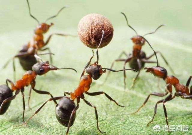 微信十一秒吓人视频:目前地球上还有哪些恐怖的人类禁区？(地球十大人类禁区)