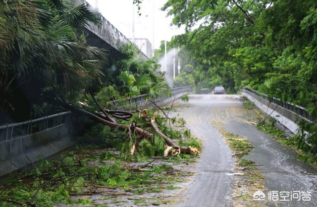 重大动物疫情报告期间:疫情期间地球发生哪些变化《地球改变之年》野生动物发展之年？