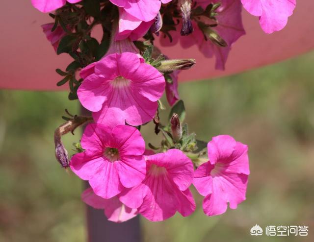 龙吐珠开完花后用剪吗?:龙吐珠开完的花需要剪掉吗 矮牵牛如何繁殖，种子怎么处理？