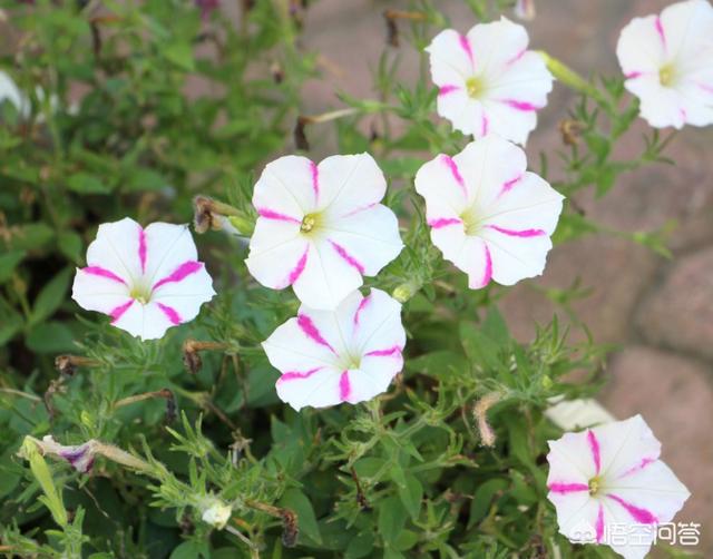 龙吐珠开完花后用剪吗?:龙吐珠开完的花需要剪掉吗 矮牵牛如何繁殖，种子怎么处理？