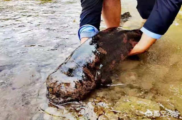 中国石门:全国罕见！湖南石门壶瓶山发现红色大鲵，到底是什么原因造成的？