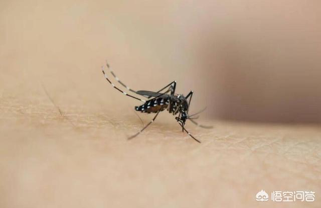基因改造蚊子，如果蚊子带有致命毒素，人类会怎样