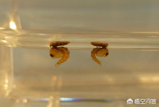 华丽巨蚊吸血吗:蚊子这个生物在地球上有什么用？