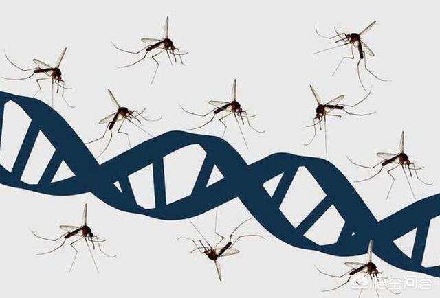 华丽巨蚊吸血吗:蚊子这个生物在地球上有什么用？