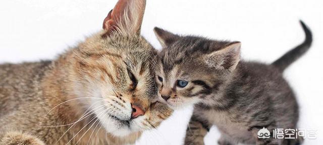 猫咪产后缺乳怎么办:我家母猫正在生小猫没有奶水怎么办刚生第一？