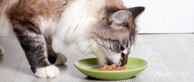 猫咪产后缺乳怎么办:我家母猫正在生小猫没有奶水怎么办刚生第一？