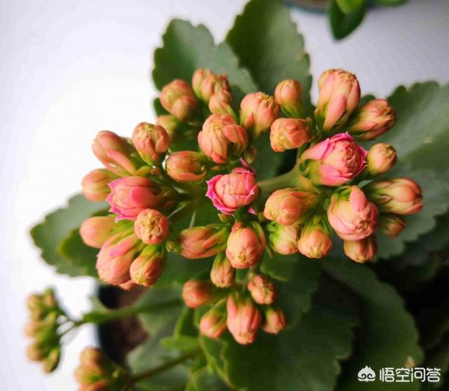 心形球兰图片养殖方法:家庭养殖长寿花，一直不开花是什么原因？不孕蕾该怎么办？