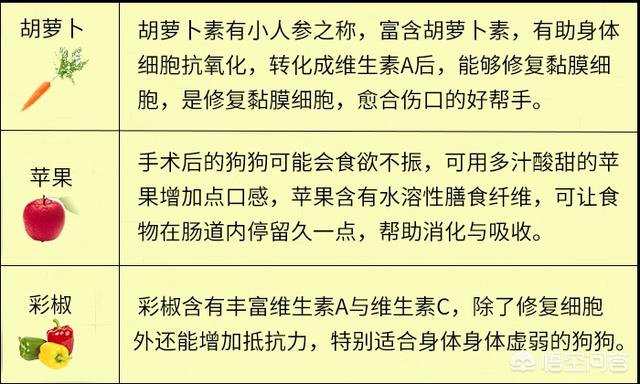 元气小狗官网:狗狗做了手术，如何补充营养？