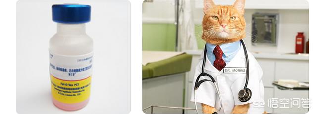 猫瘟如何预防治疗，猫咪传染病，如何治疗和预防