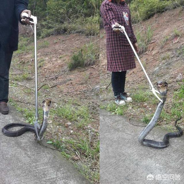 森林王蛇:农村里蛇越来越多，种什么植物可以防止夏天蛇进院子？