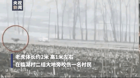 完达山一号东北虎:吉林男子野外遇东北虎，它实力有多强，滑铲能躲避攻击么？