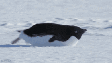为什么企鹅被称为自然界最腹黑的动物？插图10