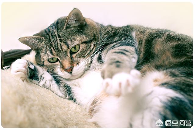 猫皮肤肿瘤切除术:猫咪乳腺肿瘤切除术 15岁的猫猫，癌症扩散了，还有治疗的必要吗？
