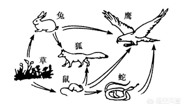 牛奶蛇凶么:有哪些看起来战五渣，实际战斗力爆表的生物？