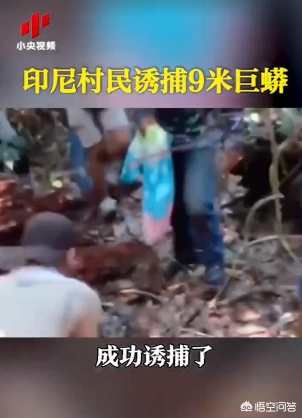 宽筐蛇尾:筐蛇尾图片 印尼巨蟒被抓，“巨蟒父母”报复人类该怎么办？