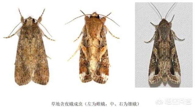 南美林猫多少钱一只:相当可怕的飞蛾，河北23地已经出现，为何它让专家如此担忧？ 广州南美多少钱