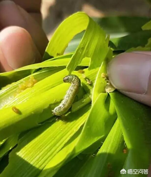 蜂鸟鹰蛾幼虫图片:相当可怕的飞蛾，河北23地已经出现，为何它让专家如此担忧？