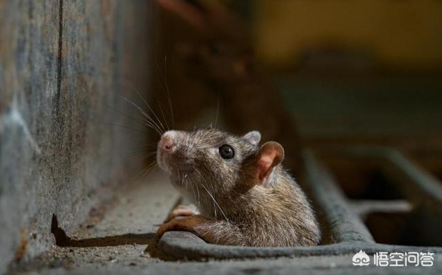 黑死病对欧洲的影响:欧洲13世纪的黑死病是怎么回事？怎么样得的？