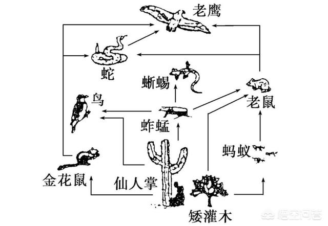 黑死病对欧洲的影响:欧洲13世纪的黑死病是怎么回事？怎么样得的？