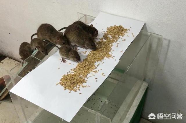 黑死病对欧洲的影响:欧洲13世纪的黑死病是怎么回事？怎么样得的？
