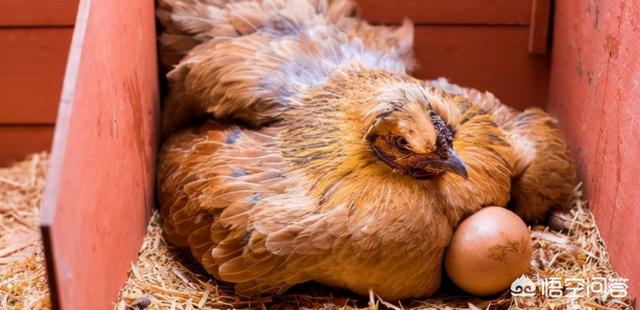 红红的狗茎进入子宫:鸡看到鸡蛋被拿走为什么不生气？那不是它产的蛋吗？