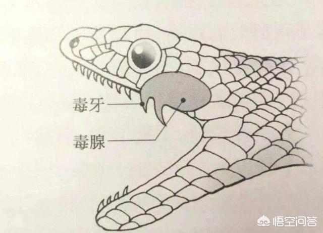 赤链蛇:我家的赤链蛇才两个多月，总是咬人，要不要打它？
