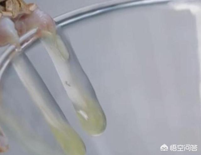 赤链蛇:我家的赤链蛇才两个多月，总是咬人，要不要打它？