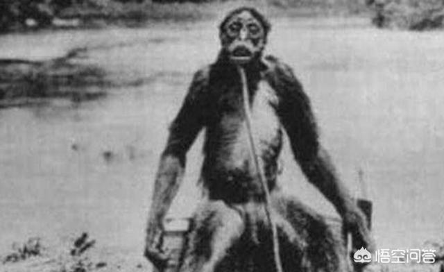 神农架野人:从小就听过许多关于“野人”的传说，“野人”到底存不存在呢
