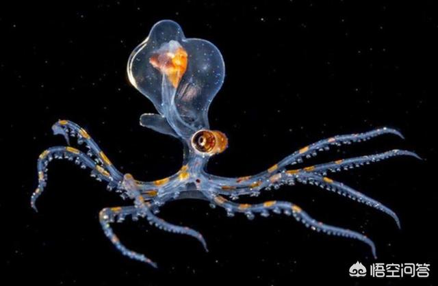 沼泽章鱼真的存在吗，为什么说「章鱼不像地球生物」