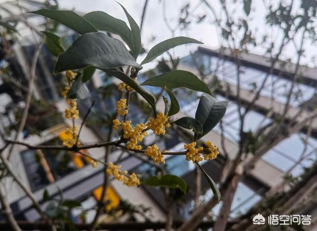 小冰河时期:今年是不是属于小冰河期的开始？
