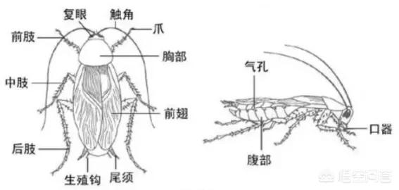 死人头蟑螂:为什么蟑螂没有头还能存活数周，它是如何做到的？