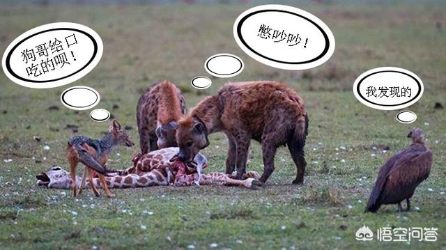 鬣狗狮子:被称为“蹭饭大王”的胡狼，凭什么可以从狮子和鬣狗口中蹭饭吃？