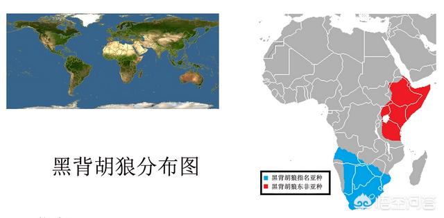 鬣狗狮子:被称为“蹭饭大王”的胡狼，凭什么可以从狮子和鬣狗口中蹭饭吃？