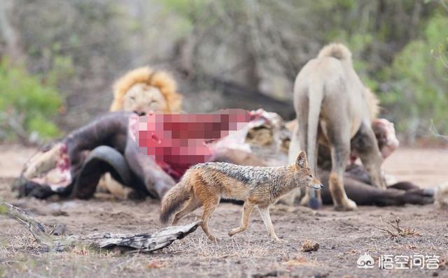鬣狗狮子:被称为“蹭饭大王”的胡狼，凭什么可以从狮子和鬣狗口中蹭饭吃？