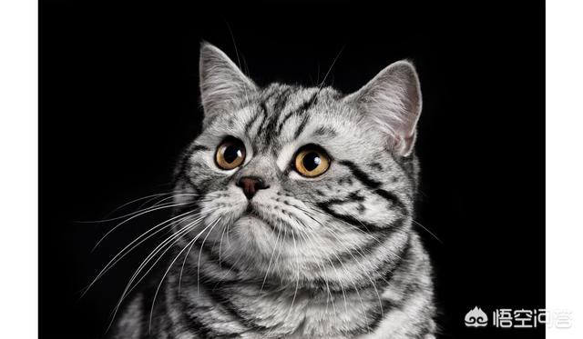 伯曼猫与喜马拉雅猫:为什么很多养猫的人都不重视猫咪心脏病的问题？ 伯曼猫和喜马拉雅猫