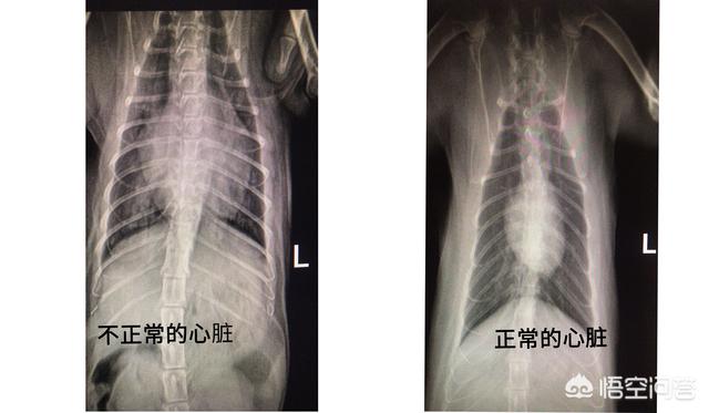 伯曼猫与喜马拉雅猫:为什么很多养猫的人都不重视猫咪心脏病的问题？ 伯曼猫和喜马拉雅猫