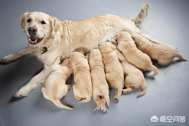 犬冠状病毒病症状图片:新型冠状病毒的症状 狗狗的犬冠状病毒疫苗有必要打吗？费用大概多少？