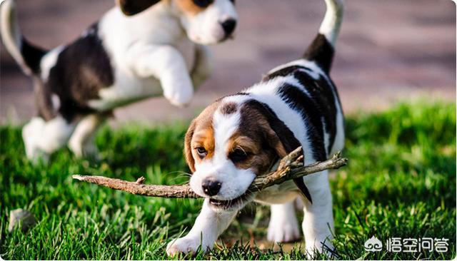 犬冠状病毒病症状图片:新型冠状病毒的症状 狗狗的犬冠状病毒疫苗有必要打吗？费用大概多少？