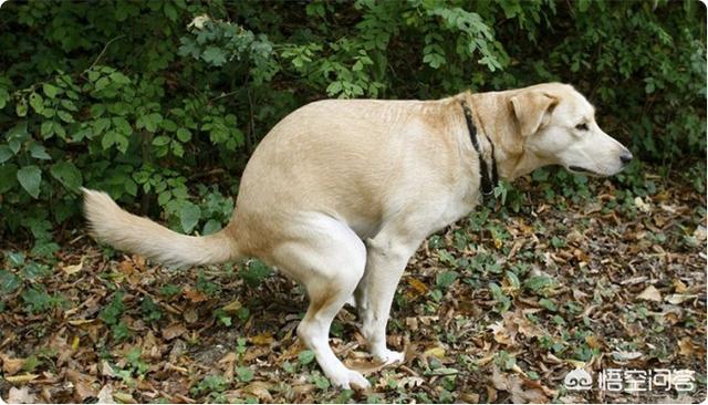 犬冠状病毒病症状图片:新型冠状病毒的症状 狗狗的犬冠状病毒疫苗有必要打吗？费用大概多少？