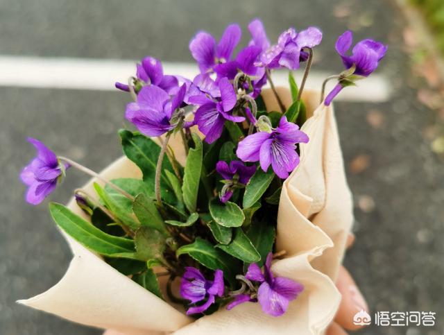 头条问答 紫花地丁几月份开花 它有什么利用价值 13个回答