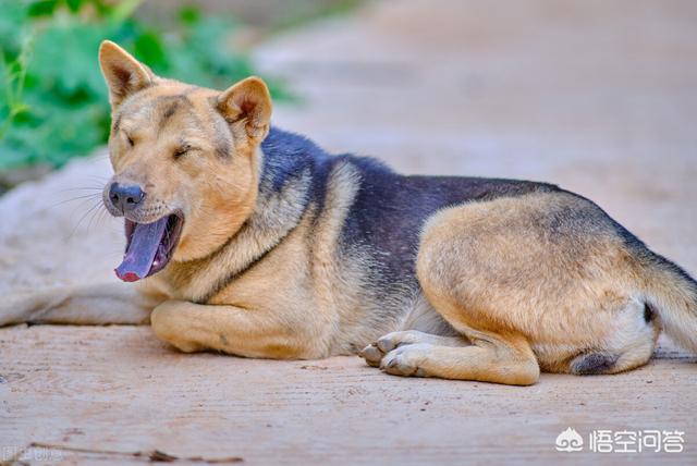 珍岛狗和田园犬:珍岛犬和田园犬 为什么中华田园犬和日本柴犬，在各自国家的待遇差别这么大？