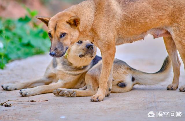 珍岛狗和田园犬:珍岛犬和田园犬 为什么中华田园犬和日本柴犬，在各自国家的待遇差别这么大？