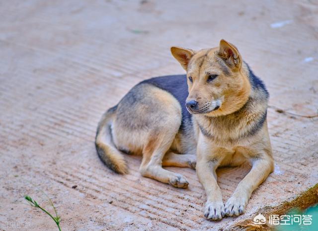 珍岛狗和田园犬:珍岛犬和田园犬 为什么中华田园犬和日本柴犬，在各自国家的待遇差别这么大？