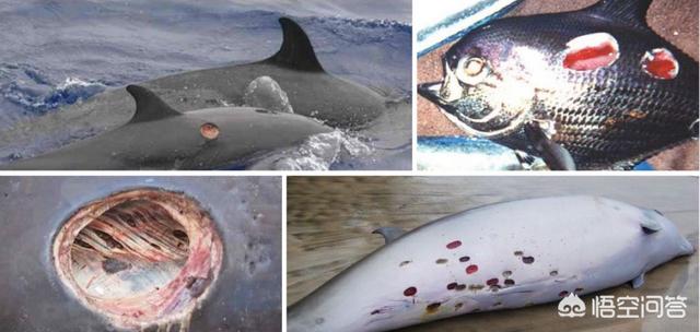 达摩鲨吃虎鲸，在海洋中，是虎鲸厉害，还是大白鲨厉害？