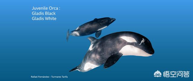 达摩鲨吃虎鲸，在海洋中，是虎鲸厉害，还是大白鲨厉害？