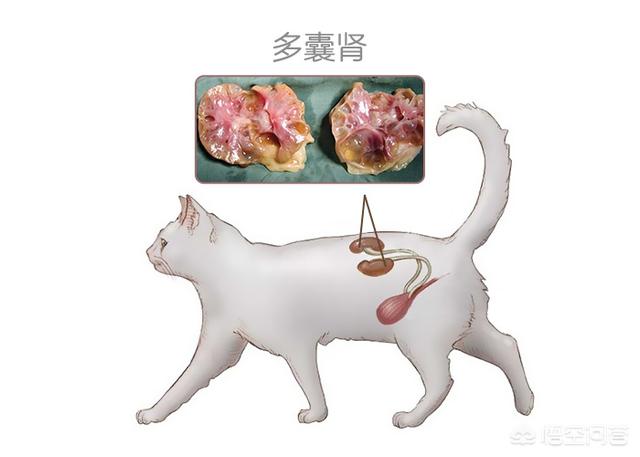 猫咪肾衰竭吃什么食物好:猫咪遗传性的肾脏疾病，该如何应对？