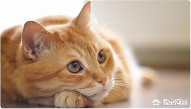 猫咪肾衰竭吃什么食物好:猫咪遗传性的肾脏疾病，该如何应对？