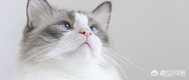 猫咪:猫咪真的不能揍么？我家养的猫咪总偷袭我，我很害怕怎么办？