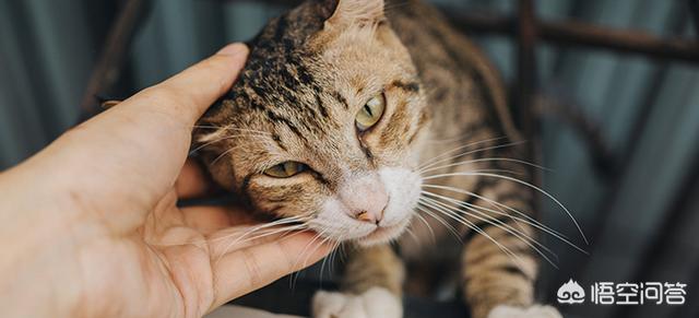 猫的训练:训练猫的宠物学校 猫咪出门好习惯，要靠社会化训练？